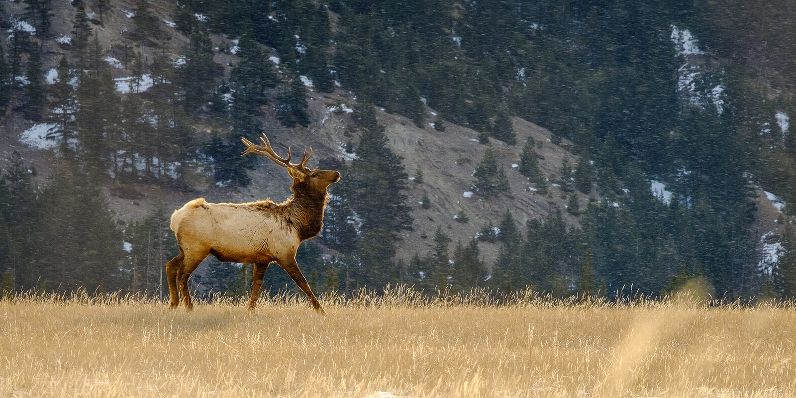 Wild in Jasper National Park